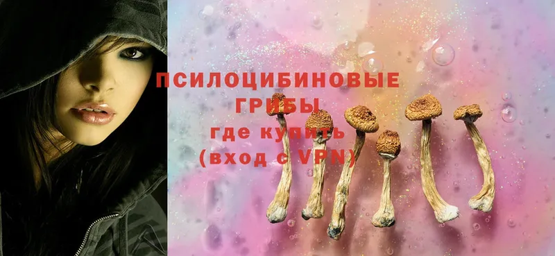 дарнет шоп  Заозёрный  Псилоцибиновые грибы Cubensis 